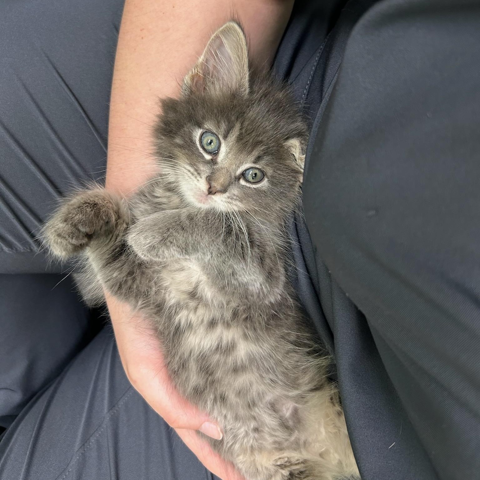 Sage, a Adoptable Domestic Short Hair in Kent, WA image 3/4