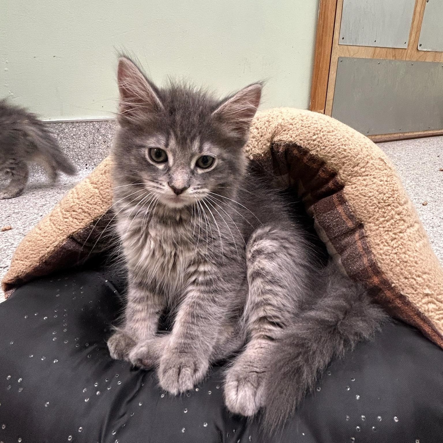 Sage, Adoptable, Kitten Female Domestic Short Hair.