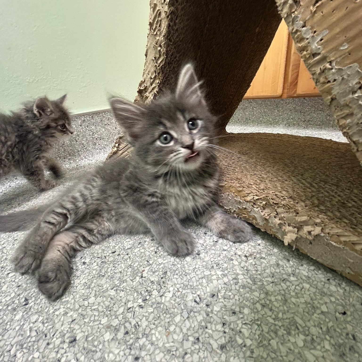 Sage, a Adoptable Domestic Short Hair in Kent, WA image 4/4