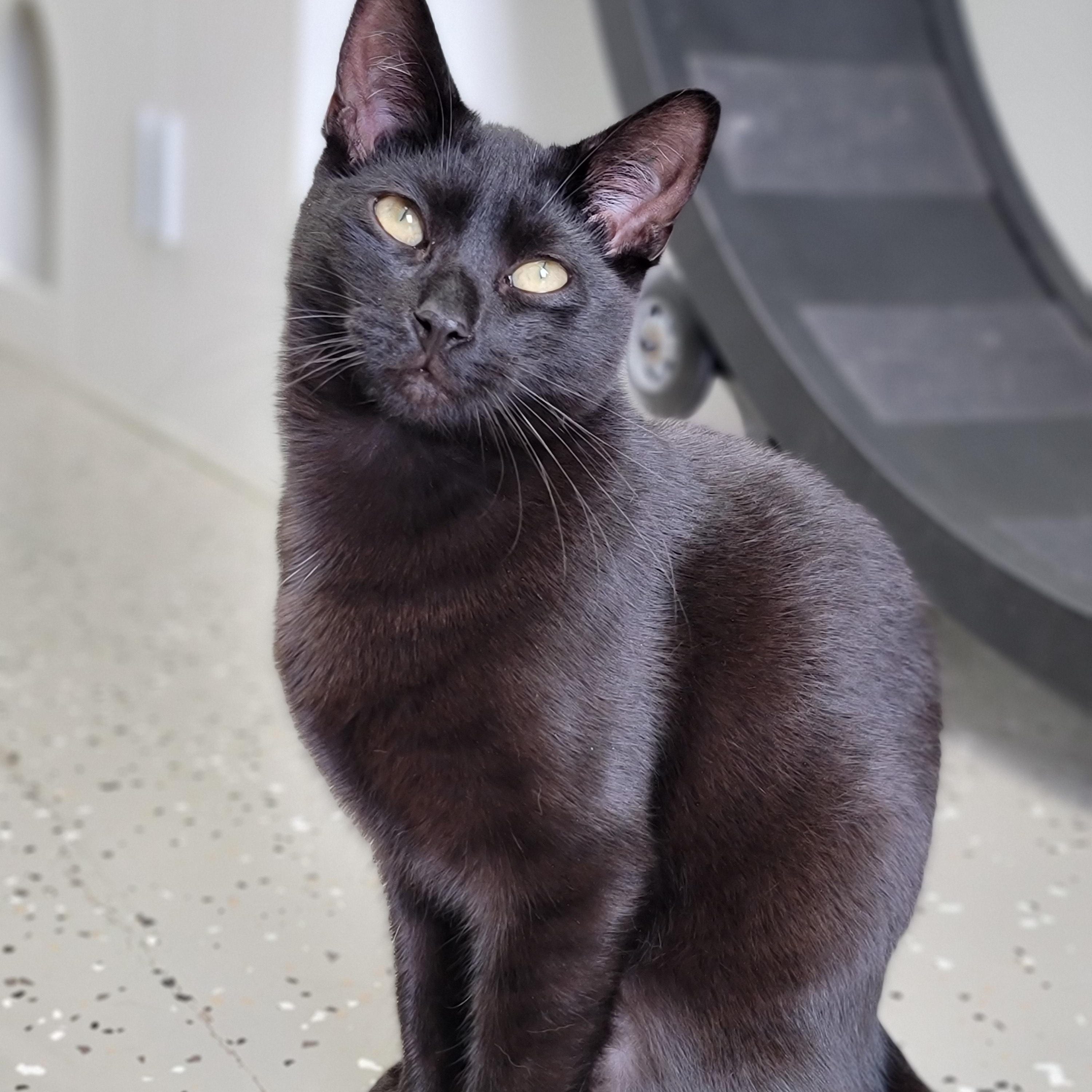 Toothless, Adoptable, Adult Male Domestic Short Hair.