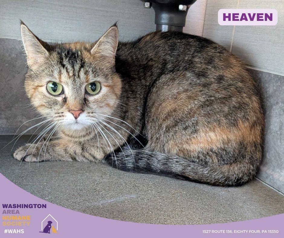 Enlarge Heaven, an adopted mixed breed in Eighty Four, PA image 1/1