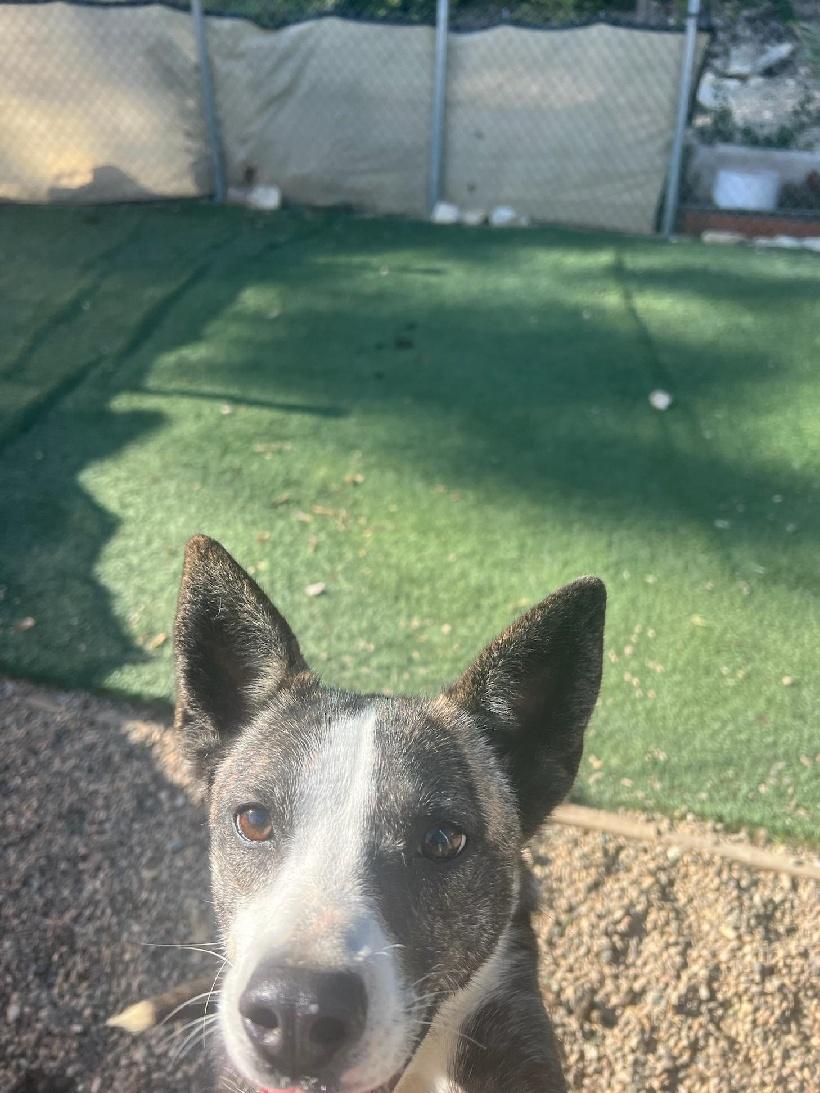 Sparta, a Adoptable mixed breed in Ventura, CA image 3/6