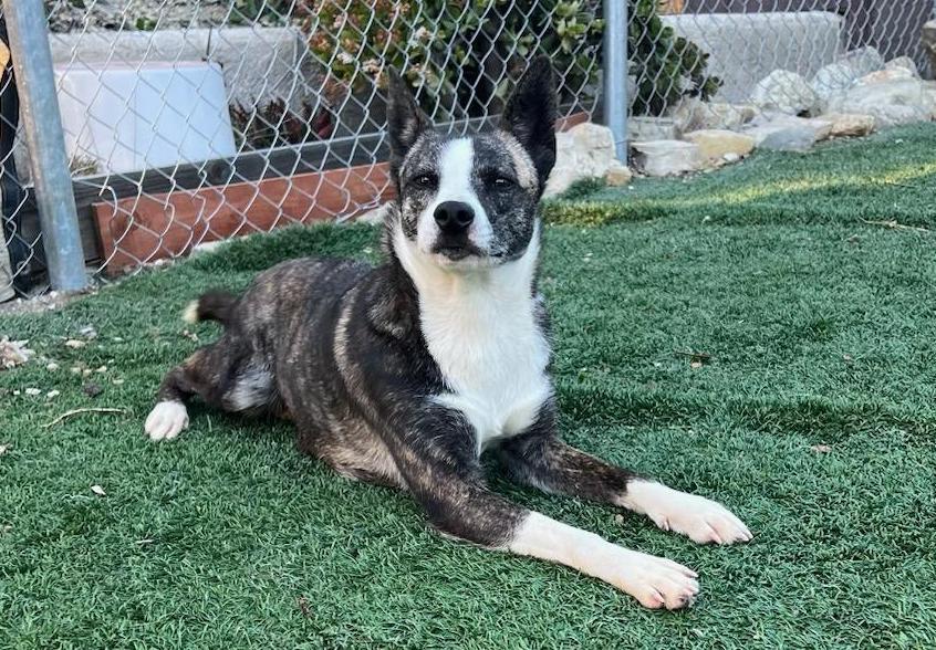 Sparta, a Adoptable mixed breed in Ventura, CA image 1/6