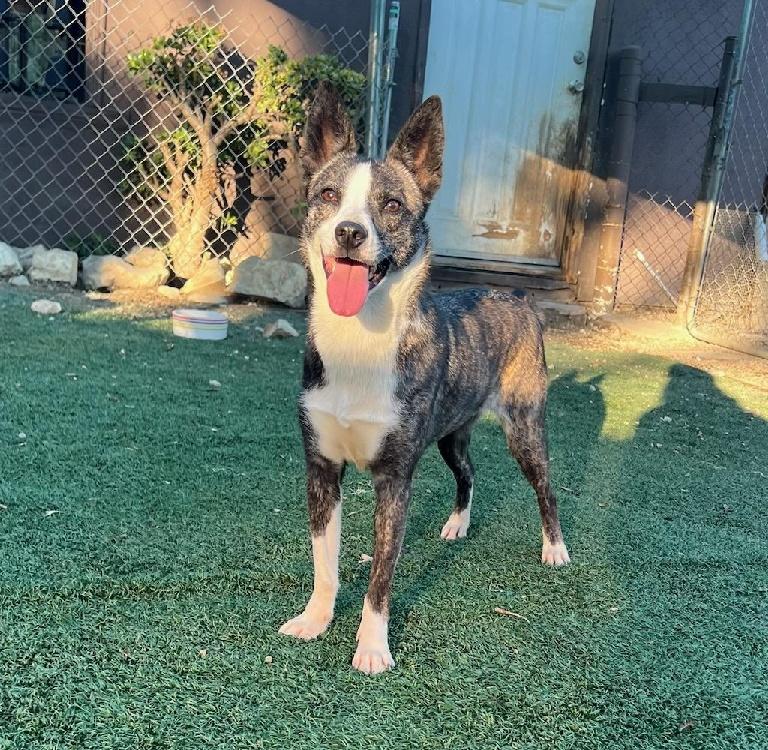 Sparta, a Adoptable mixed breed in Ventura, CA image 6/6