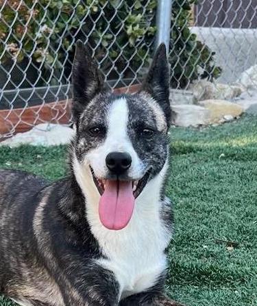 Sparta, a Adoptable mixed breed in Ventura, CA image 5/6