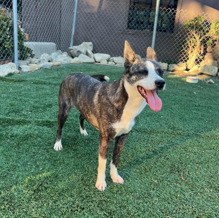 Sparta, a Adoptable mixed breed in Ventura, CA image 4/6