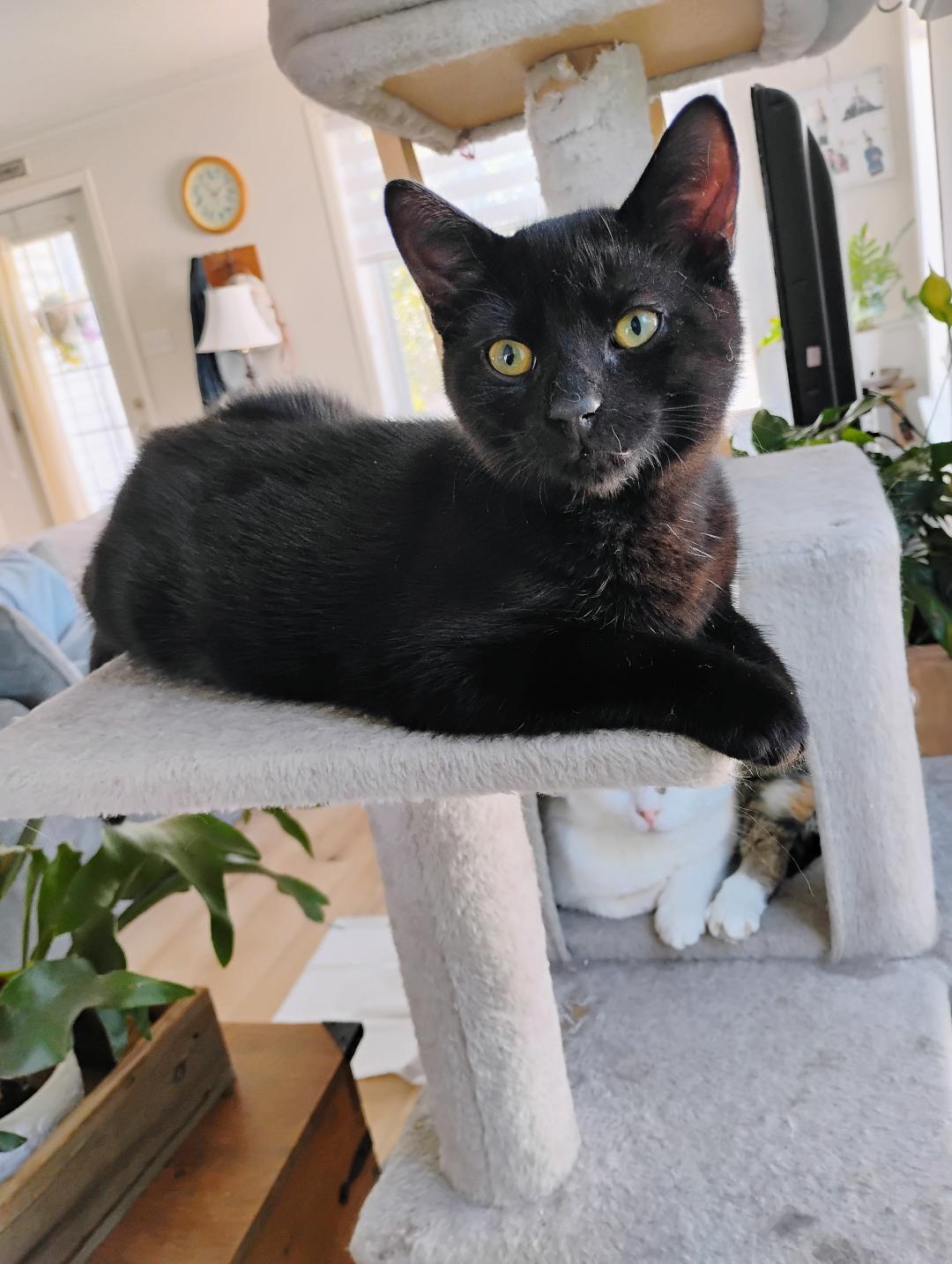 Wini (FF/FA), ADOPTABLE, Kitten Male Domestic Short Hair.