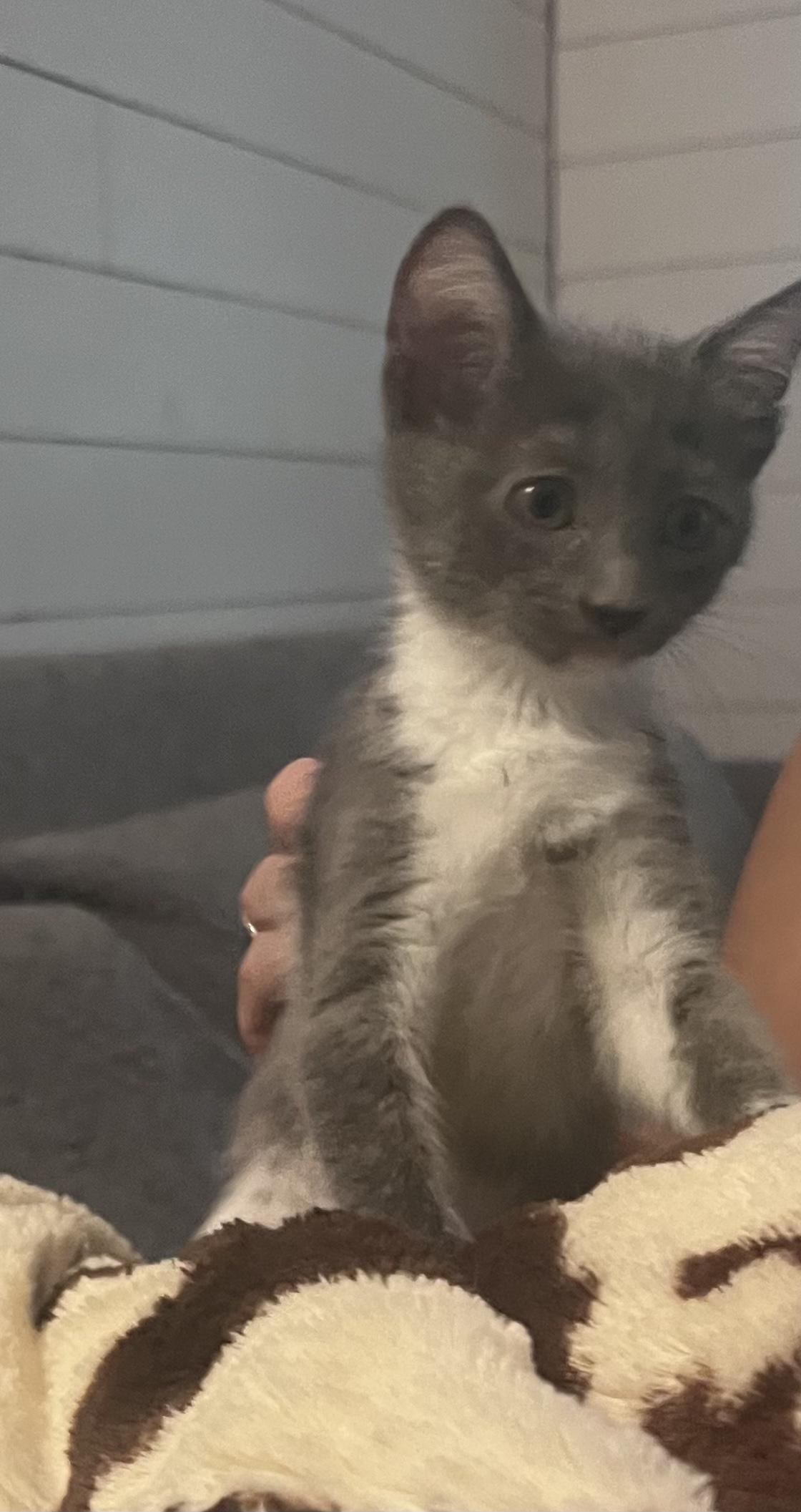 Lewis, Adopted, Young Male Domestic Medium Hair.