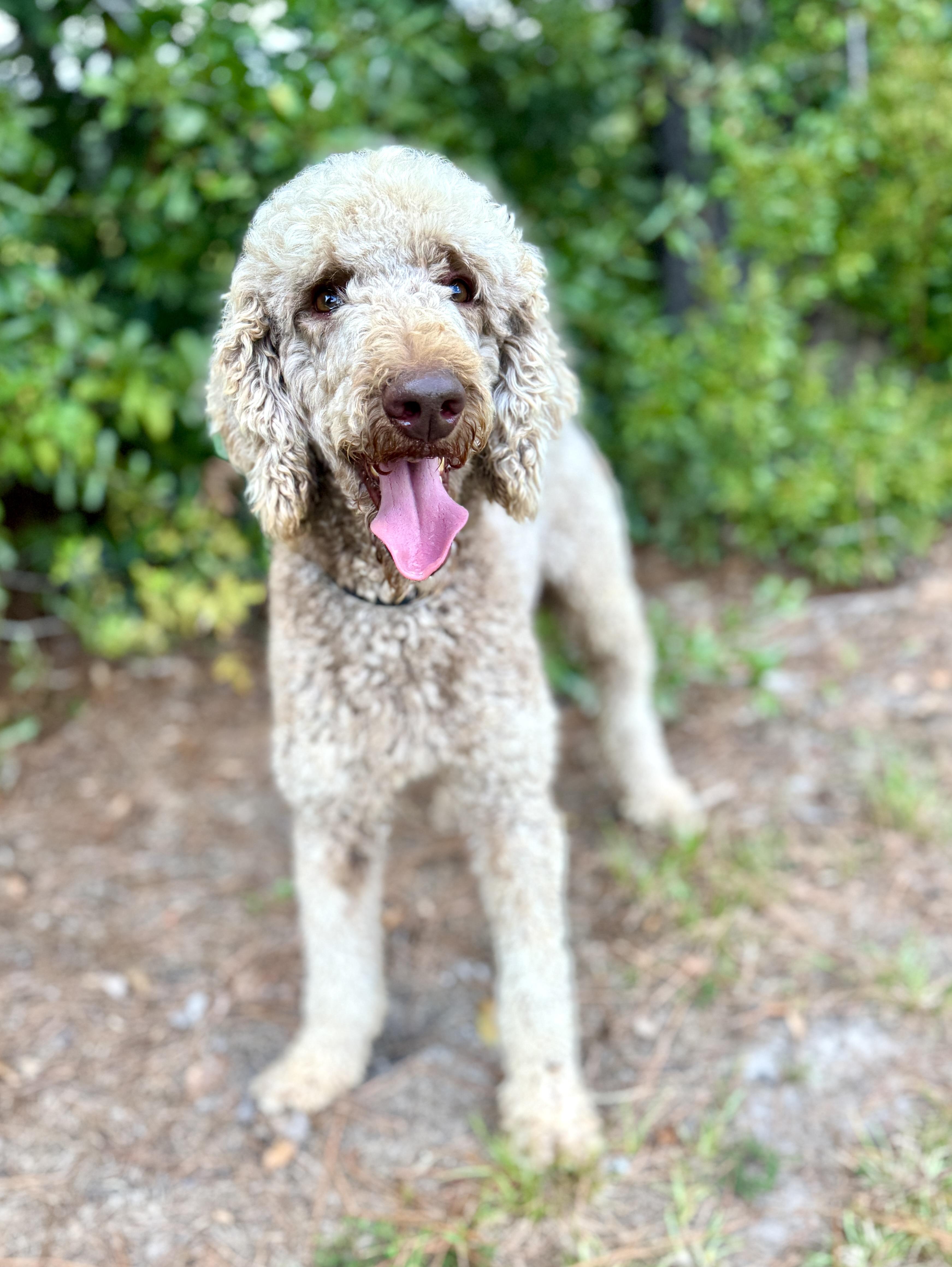 Enlarge Tristan, a Adoptable Poodle in Oakland, NJ image 3/3