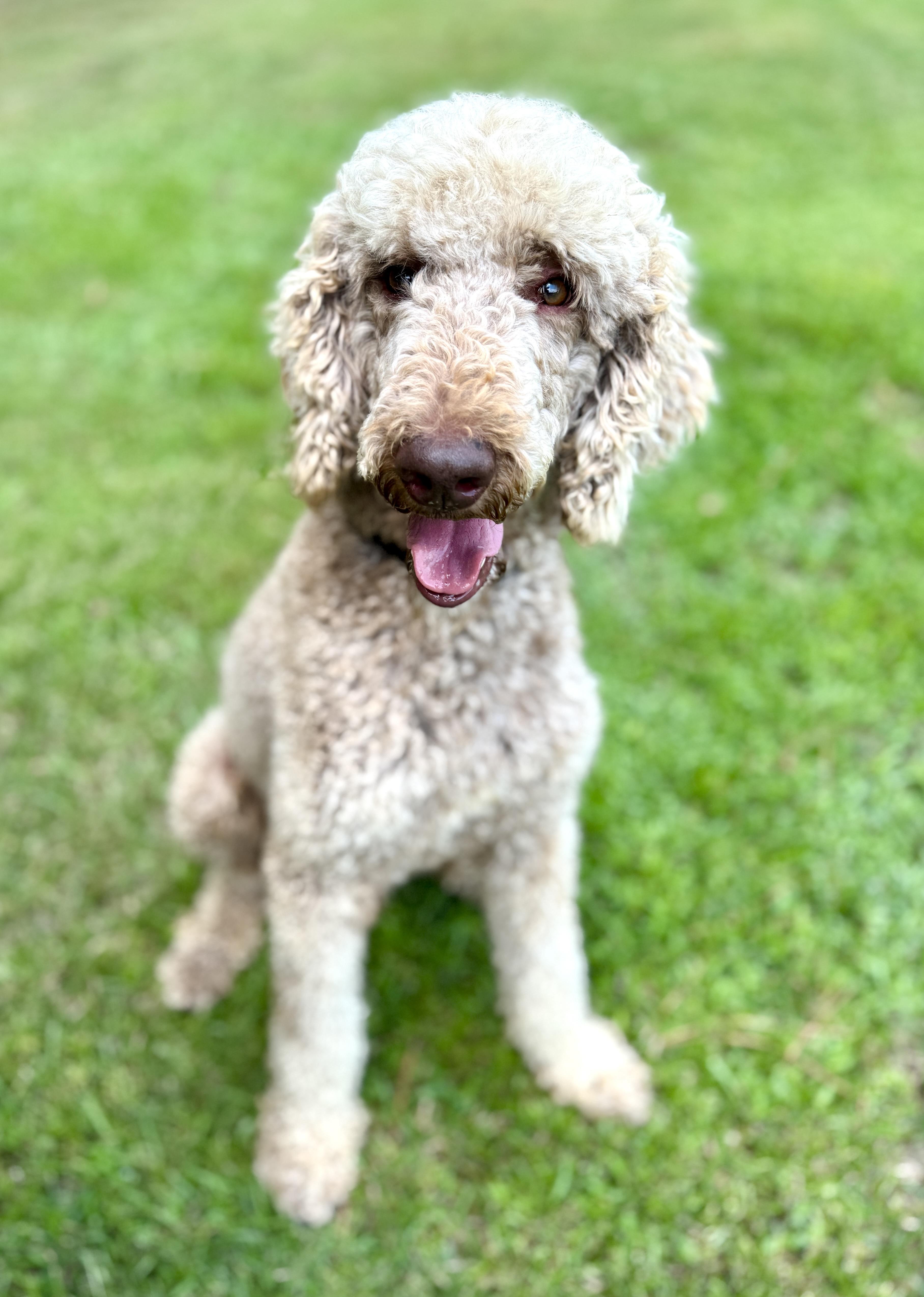 Enlarge Tristan, a Adoptable Poodle in Oakland, NJ image 2/3