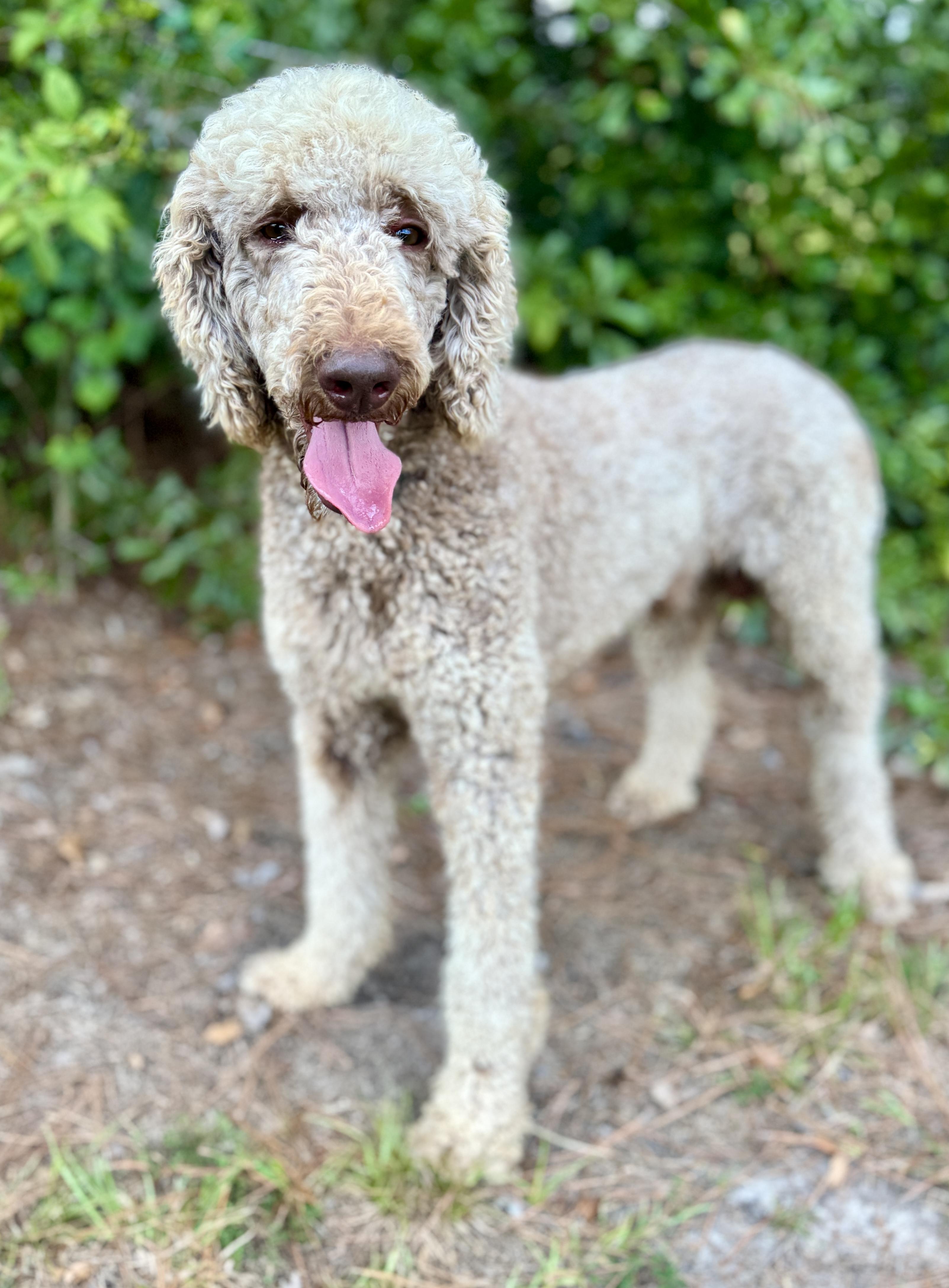 Tristan, Adoptable, Adult Male Poodle.