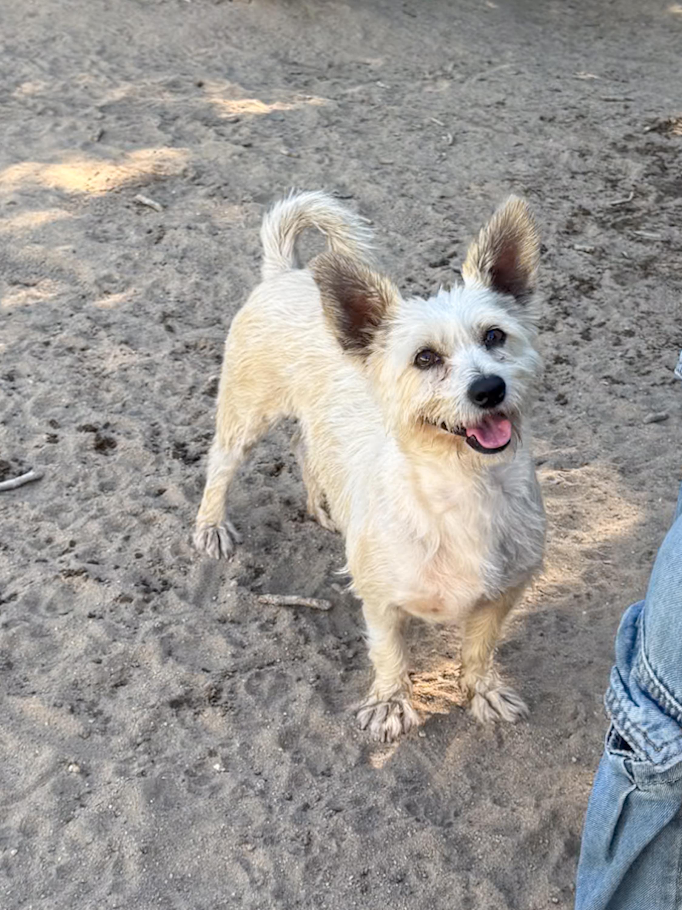 NORA, a ADOPTABLE mixed breed in Fresno, CA image 5/5