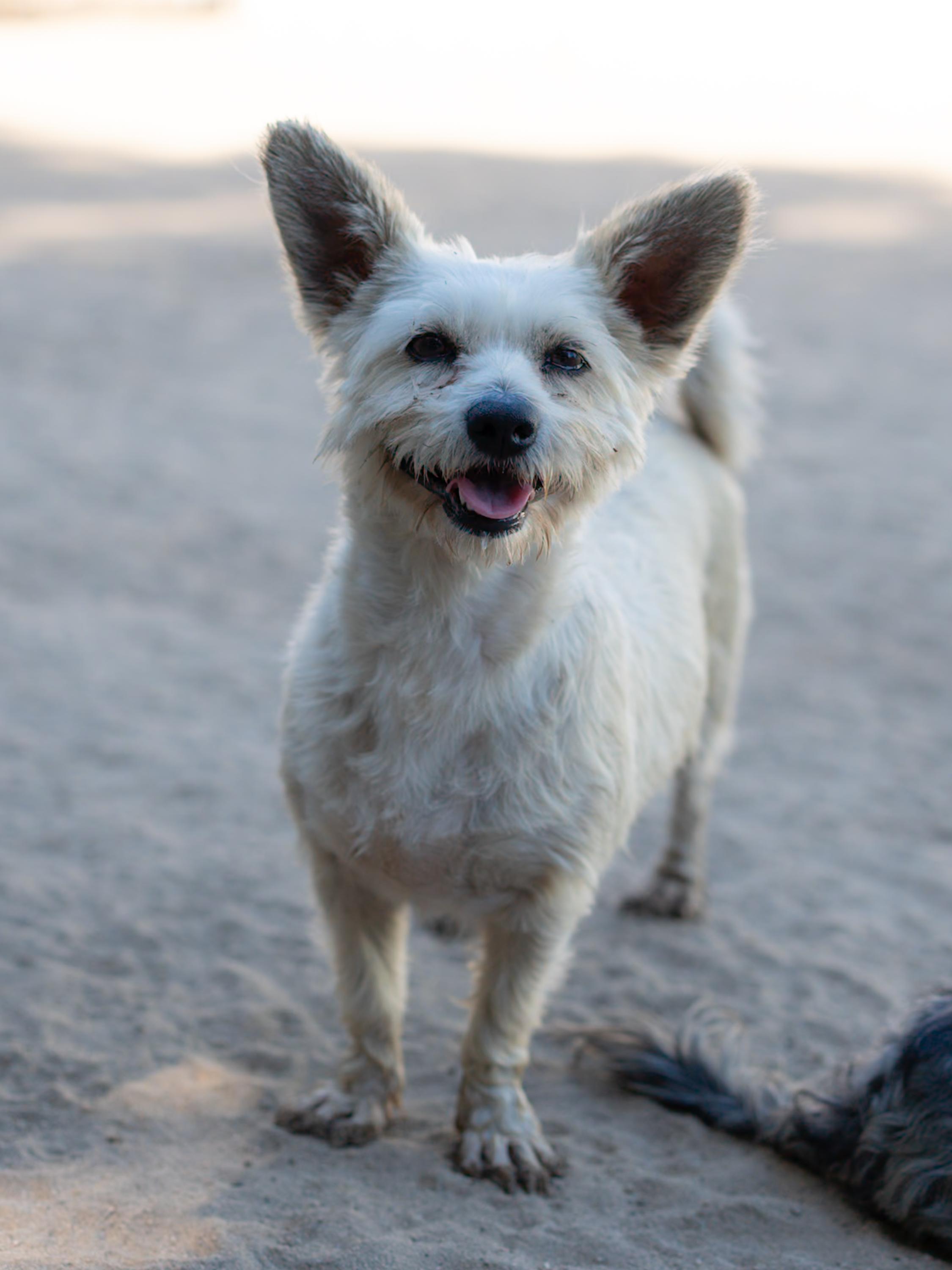 NORA, ADOPTABLE, Adult Female Wirehaired Terrier.