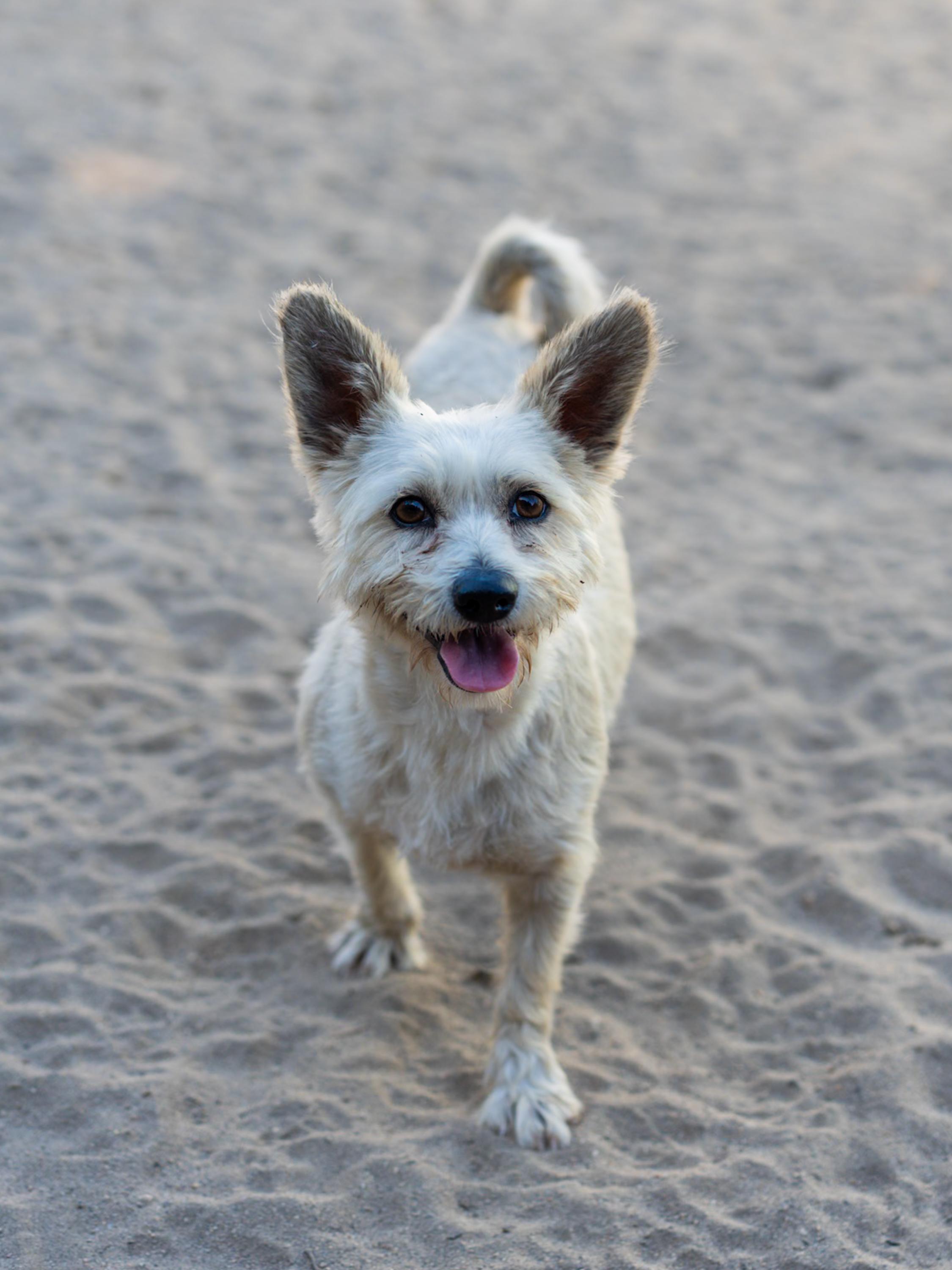 NORA, a ADOPTABLE mixed breed in Fresno, CA image 4/5