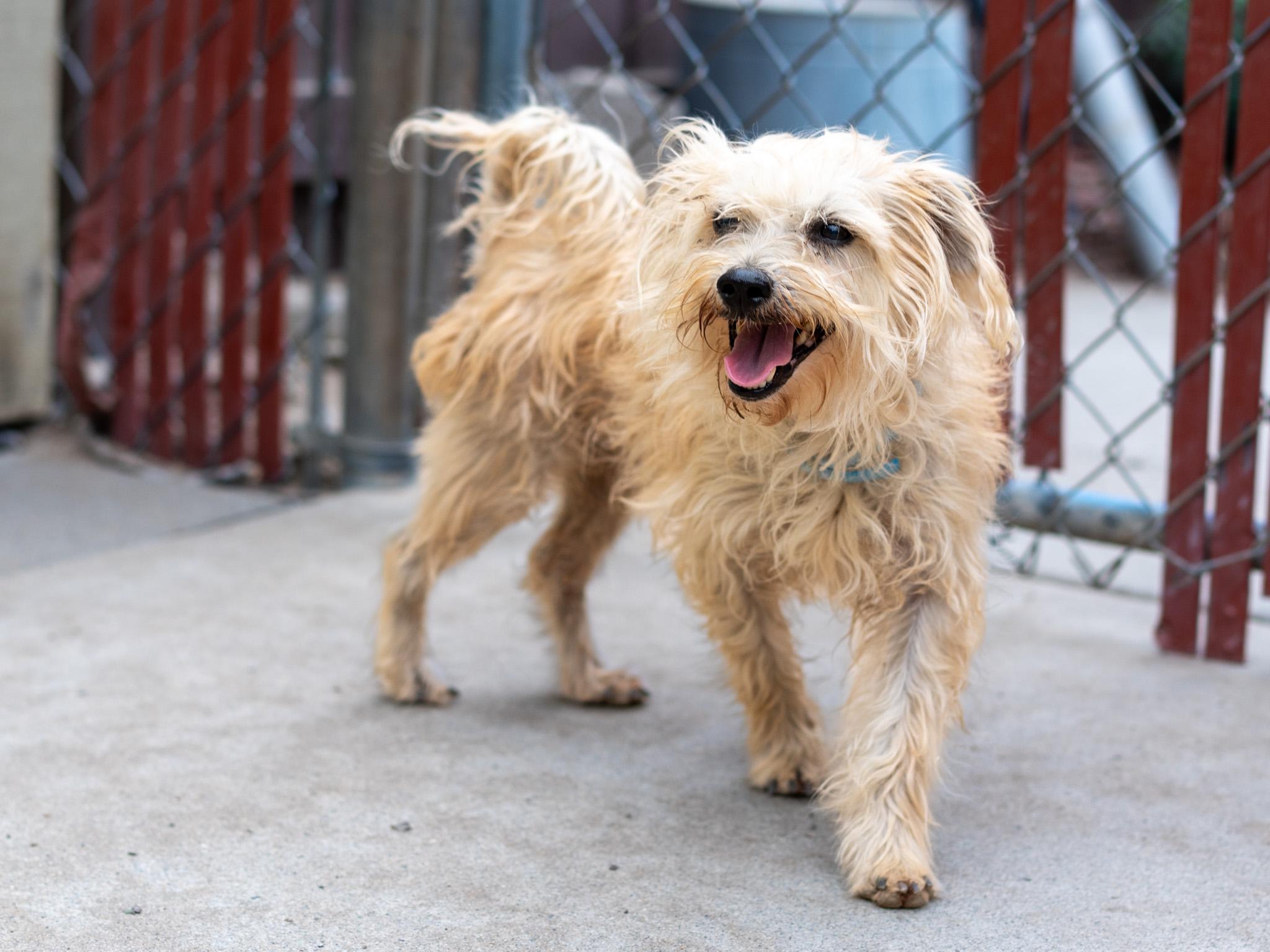 NORA, a ADOPTABLE mixed breed in Fresno, CA image 2/5