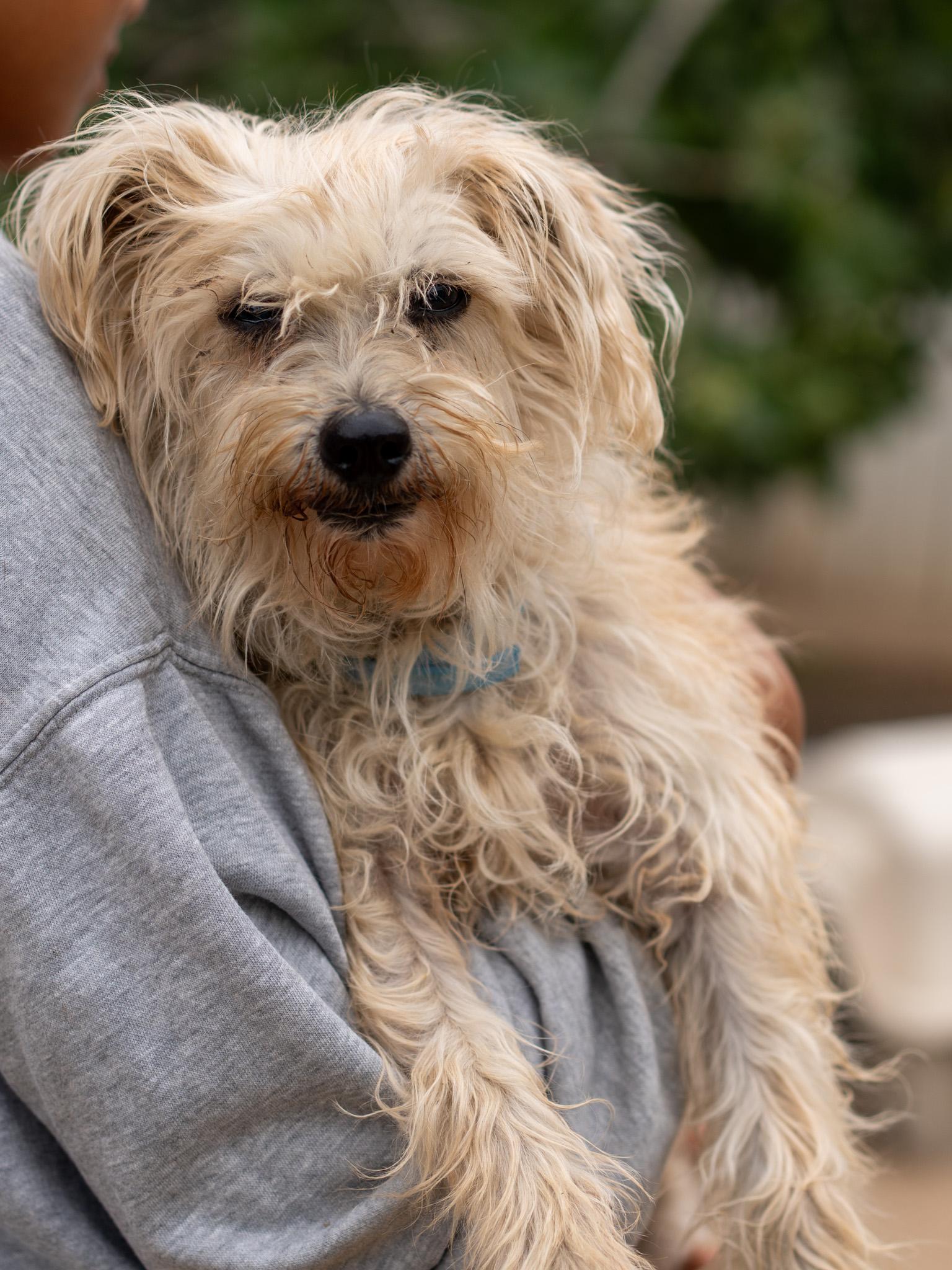 NORA, a ADOPTABLE mixed breed in Fresno, CA image 3/5