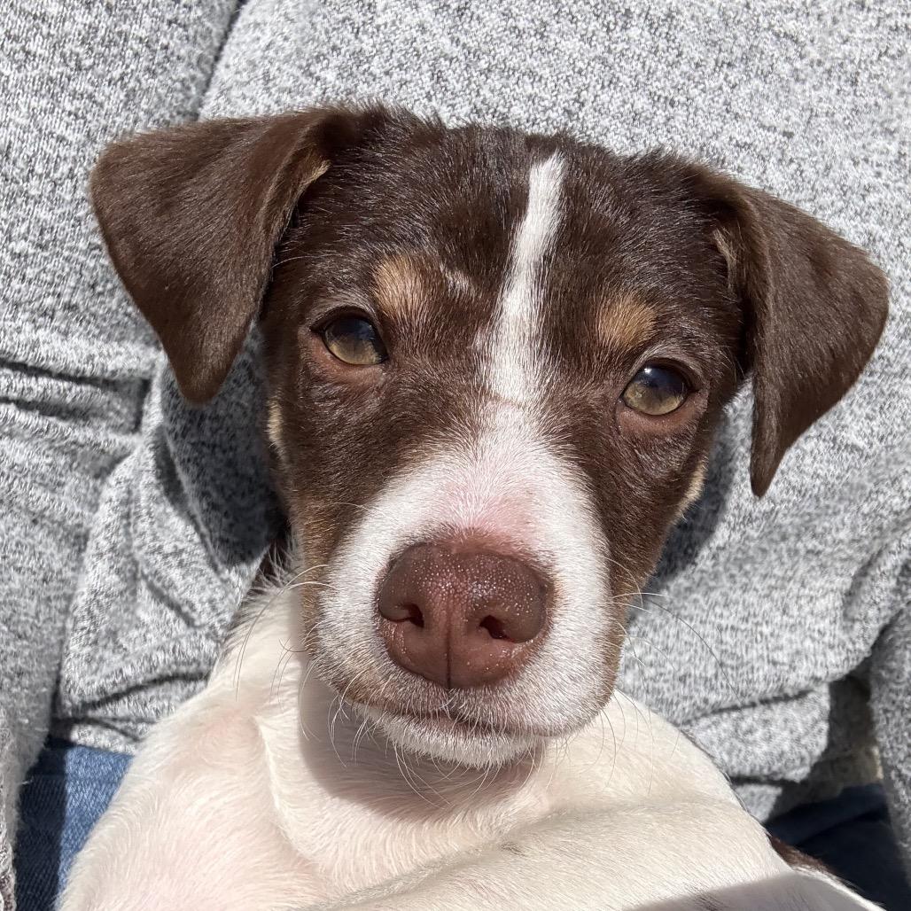 Enlarge Josephine, a Adoptable mixed breed in Sacramento, CA image 1/6