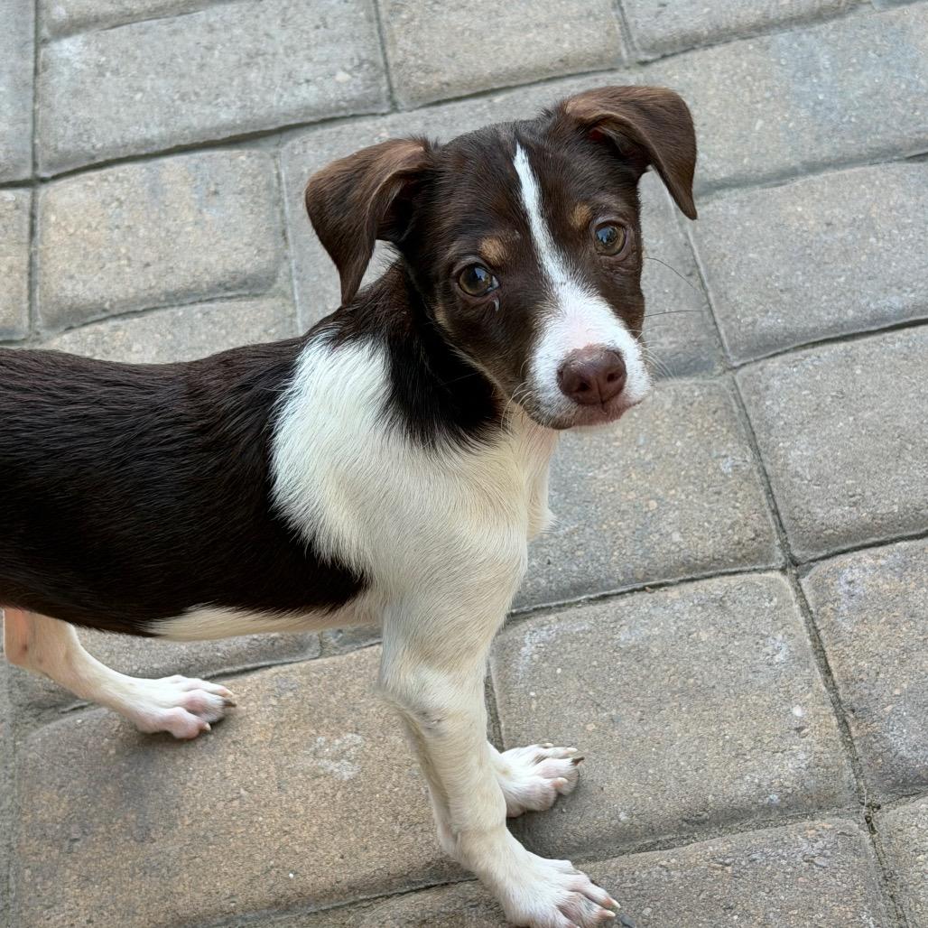 Enlarge Josephine, a Adoptable mixed breed in Sacramento, CA image 2/6