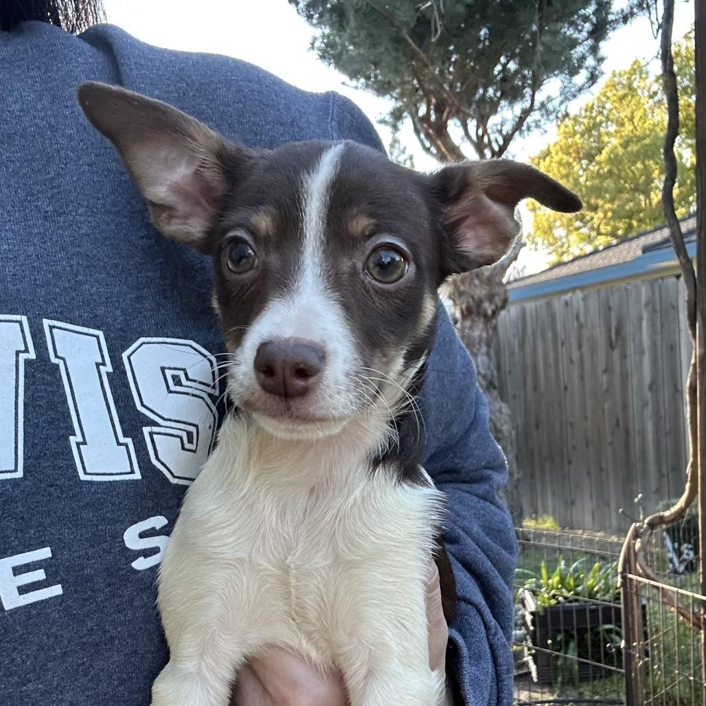 Enlarge Josephine, a Adoptable mixed breed in Sacramento, CA image 3/6