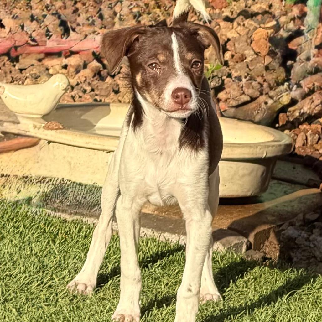 Enlarge Josephine, a Adoptable mixed breed in Sacramento, CA image 4/6