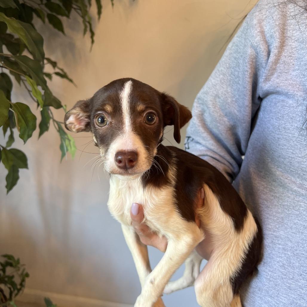 Enlarge Josephine, a Adoptable mixed breed in Sacramento, CA image 5/6