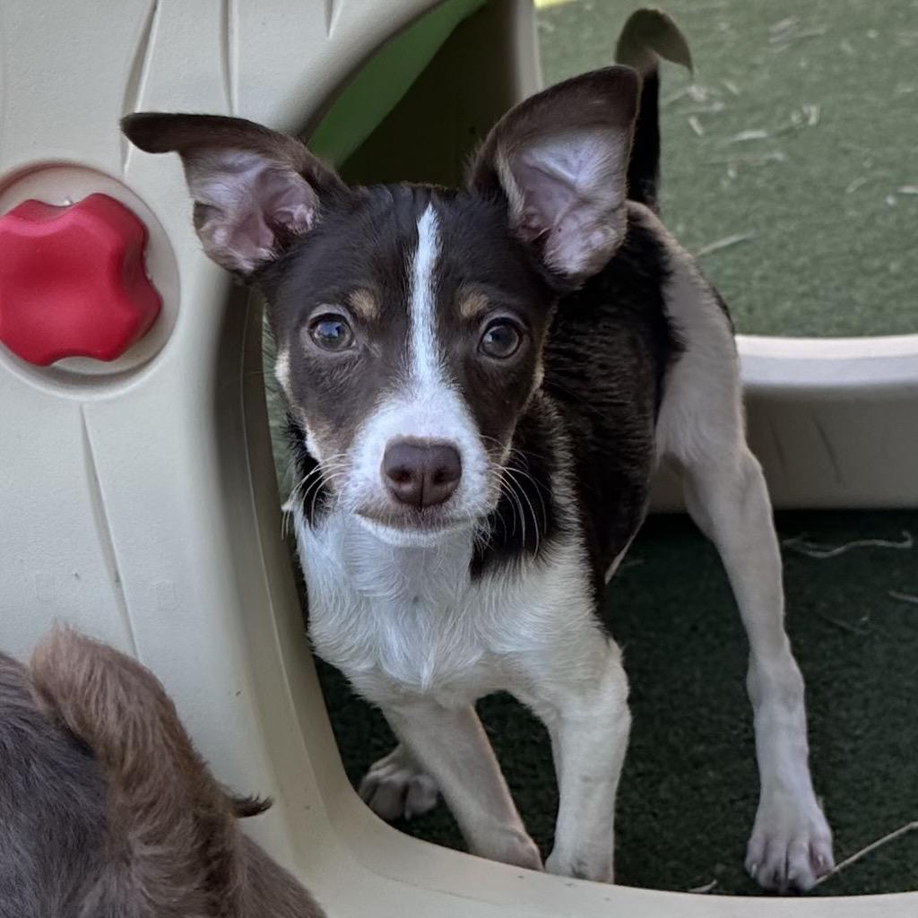 Enlarge Josephine, a Adoptable mixed breed in Sacramento, CA image 6/6