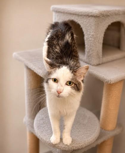 Dude, Adoptable, Adult Male Domestic Medium Hair & Domestic Short Hair.