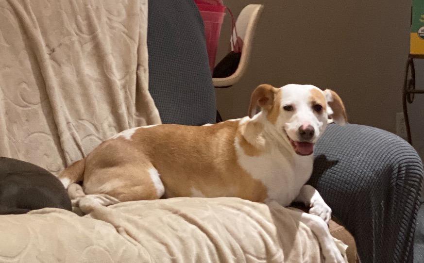 Ginny, Adoptable, Adult Female Carolina Dog & Chiweenie.