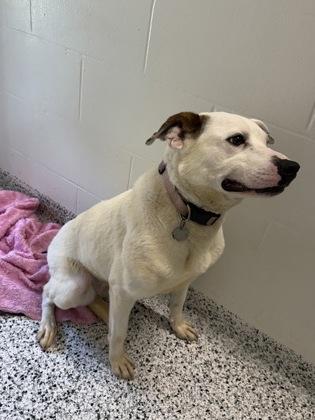 Gypsy, Adoptable, Adult Female Border Collie & Pit Bull Terrier.
