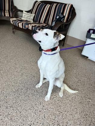 Gypsy, Adoptable, Adult Female Border Collie & Pit Bull Terrier.