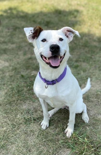 Enlarge Gypsy, a Adoptable mixed breed in Fergus Falls, MN image 2/2