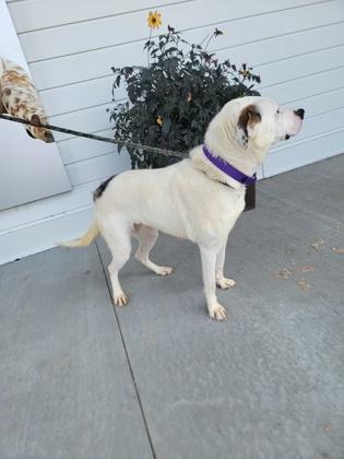 Gypsy, a Adoptable mixed breed in Fergus Falls, MN image 2/3