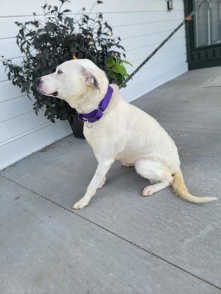 Gypsy, a Adoptable mixed breed in Fergus Falls, MN image 3/3