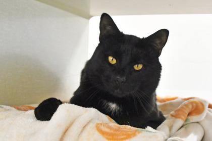 Enlarge Benny, a Adoptable mixed breed in Scotia, NY image 1/3