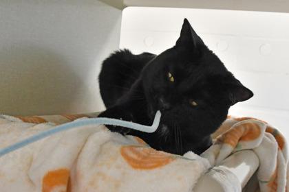 Enlarge Benny, a Adoptable mixed breed in Scotia, NY image 2/3