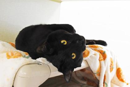 Enlarge Benny, a Adoptable mixed breed in Scotia, NY image 3/3