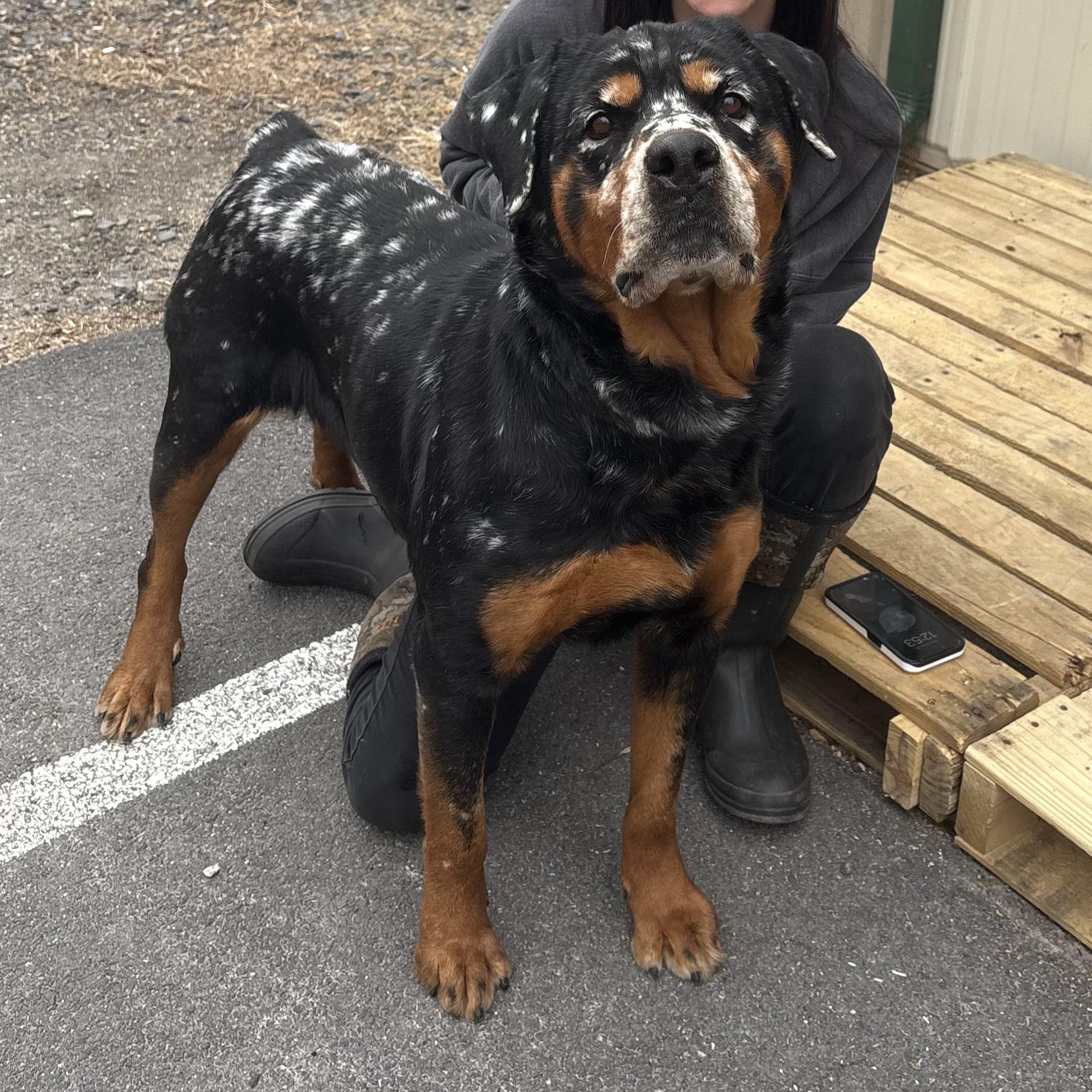 Cheesecake thumbnail 2