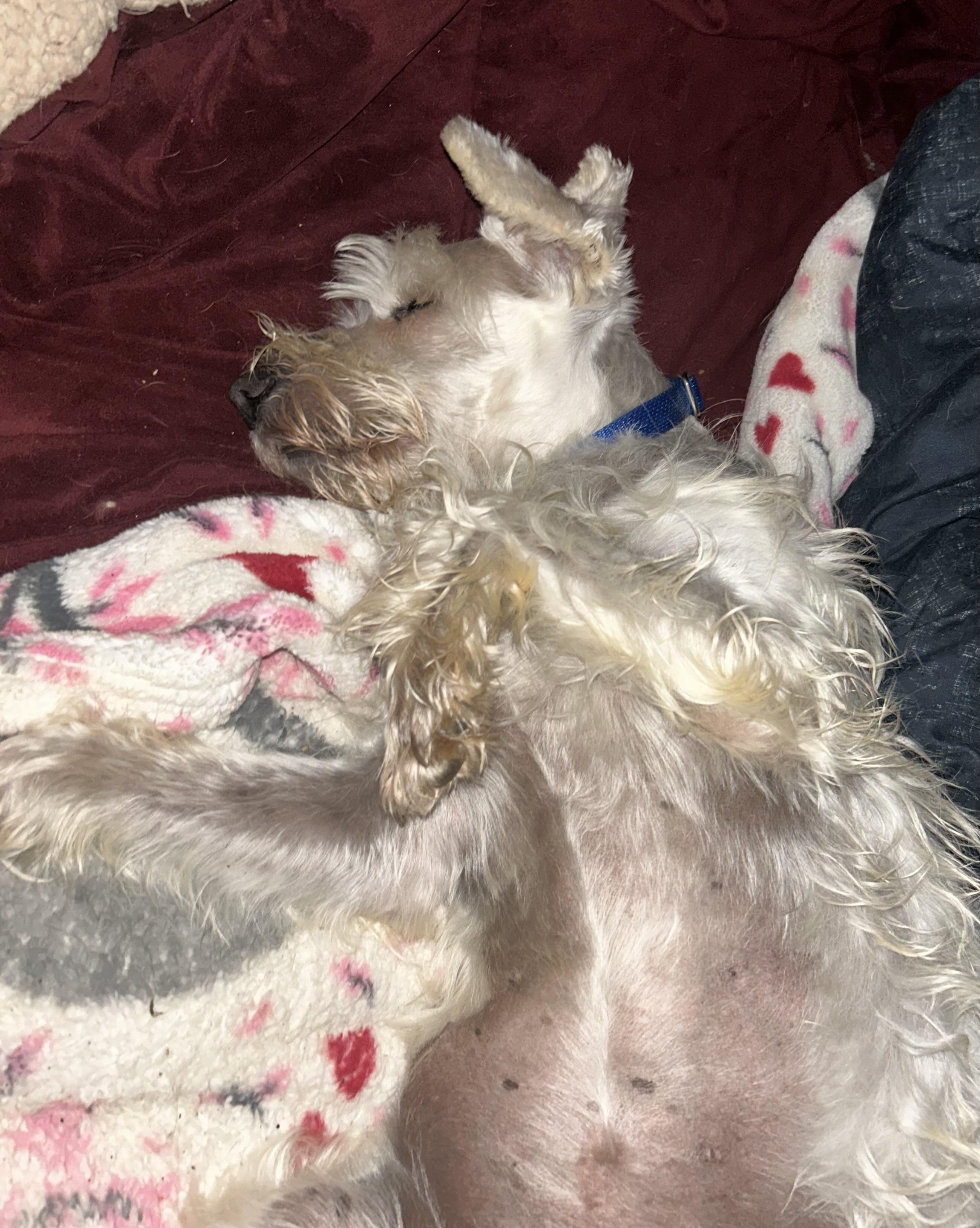 Enlarge Toby, a ADOPTABLE Miniature Schnauzer in Oak Ridge, NJ image 4/6