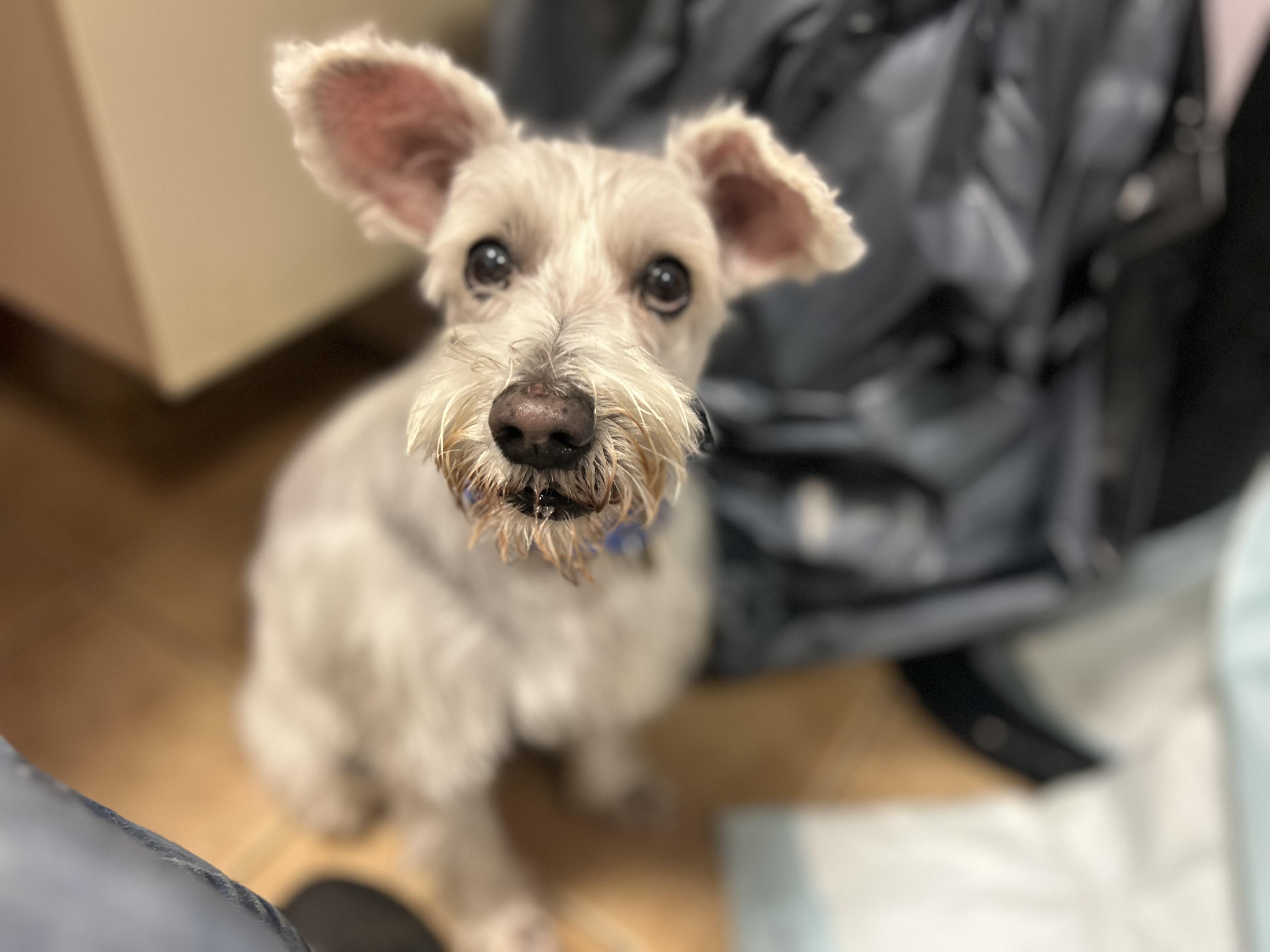 Enlarge Toby, a ADOPTABLE Miniature Schnauzer in Oak Ridge, NJ image 5/6