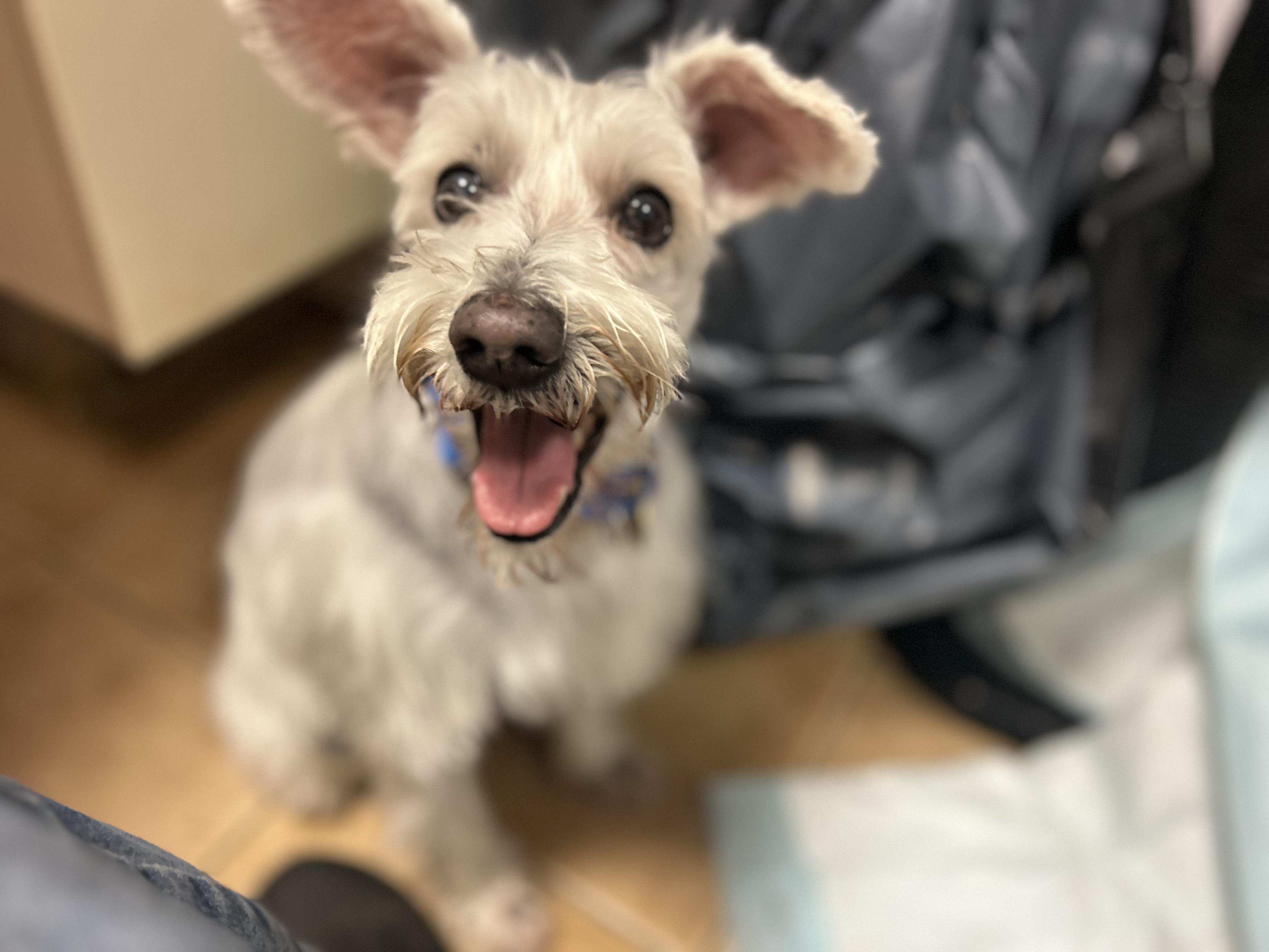 Toby, ADOPTABLE, Senior Male Miniature Schnauzer.