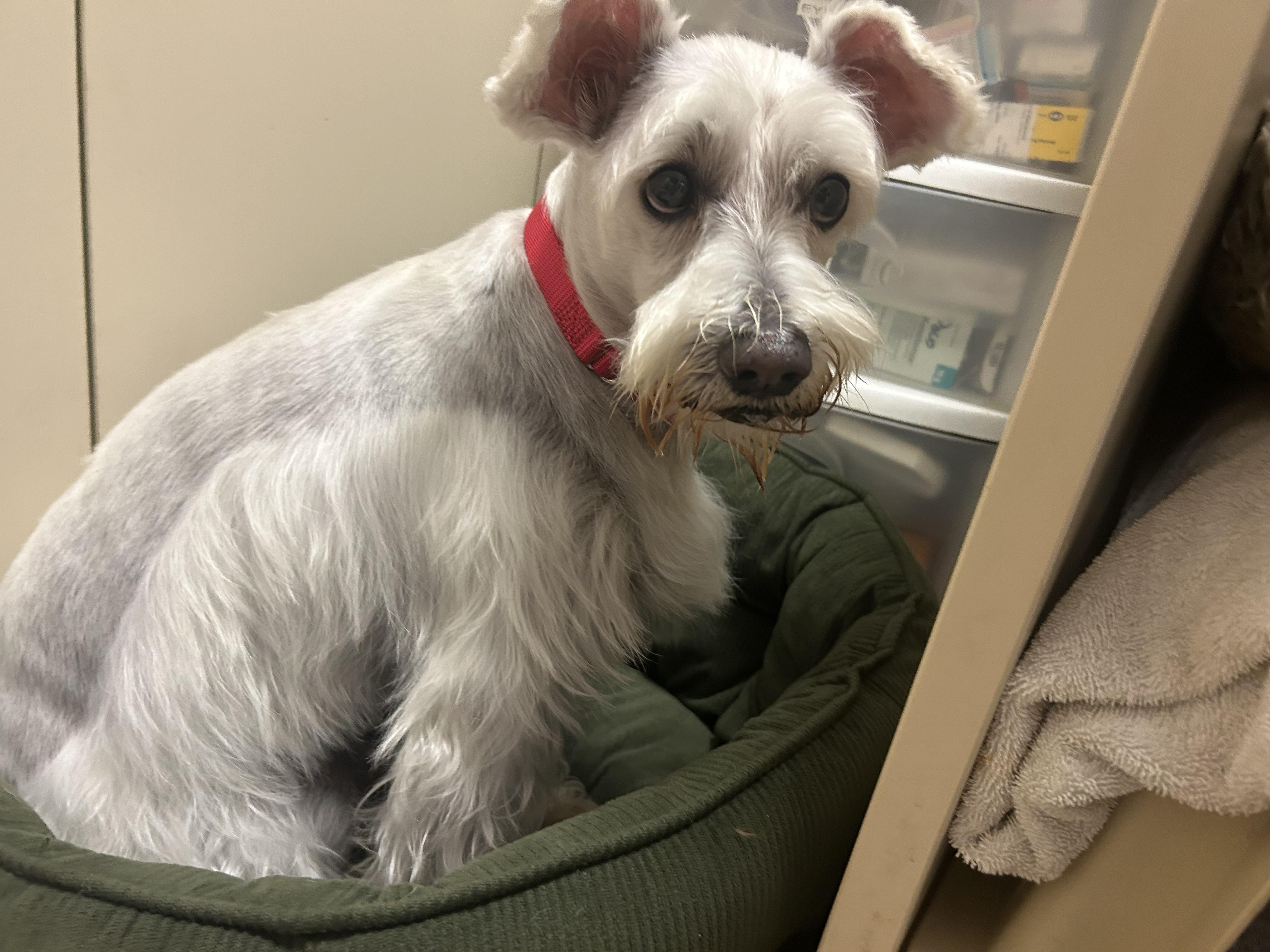 Enlarge Toby, a ADOPTABLE Miniature Schnauzer in Oak Ridge, NJ image 3/6