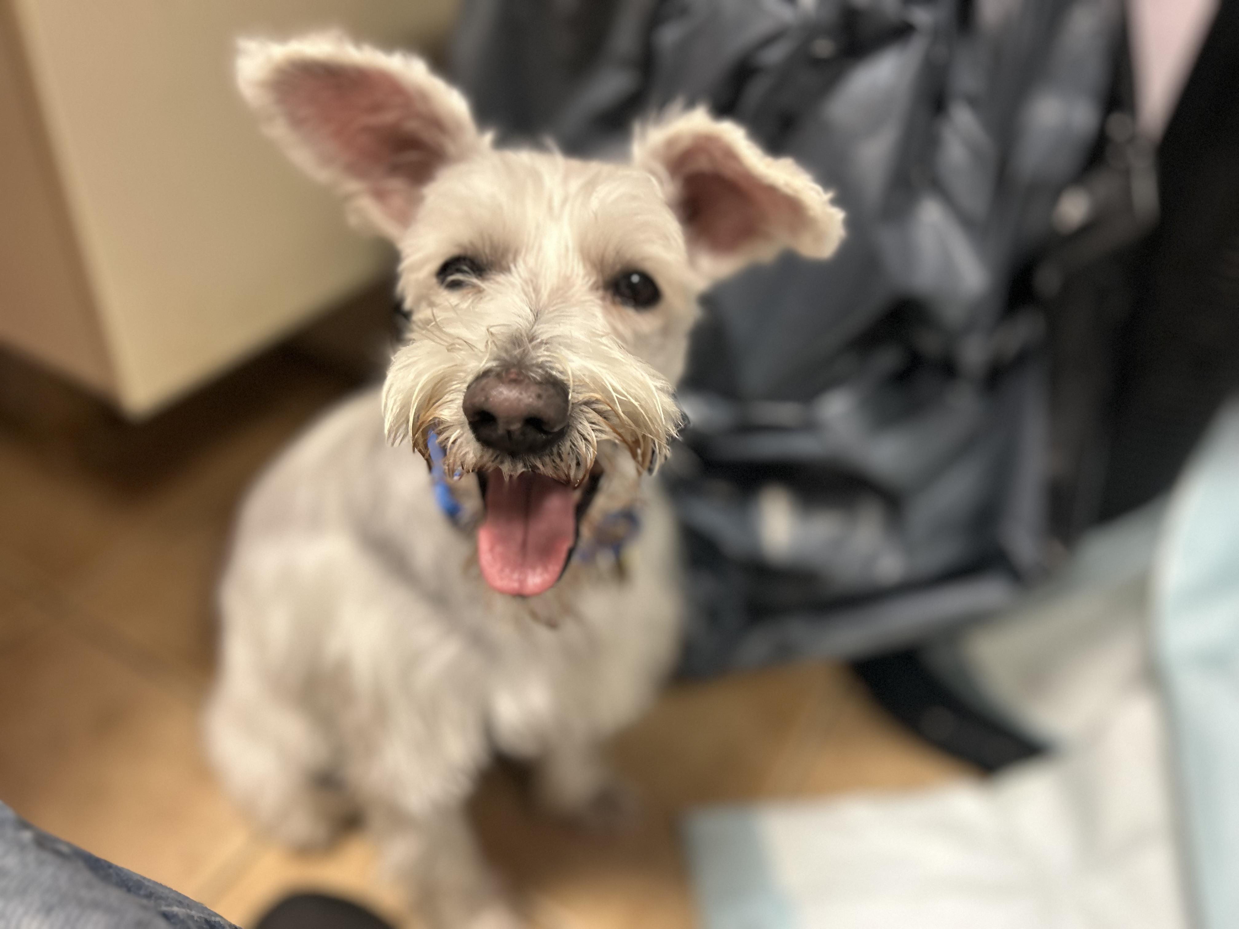 Enlarge Toby, a ADOPTABLE Miniature Schnauzer in Oak Ridge, NJ image 2/6