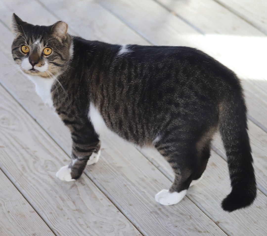 Enlarge Maxwell, a Adoptable mixed breed in North Fort Myers, FL image 1/2