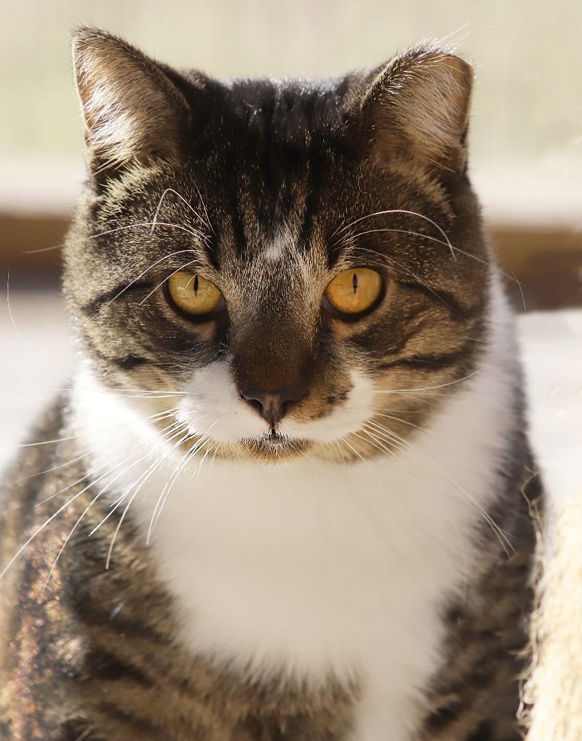 Enlarge Maxwell, a Adoptable mixed breed in North Fort Myers, FL image 2/2