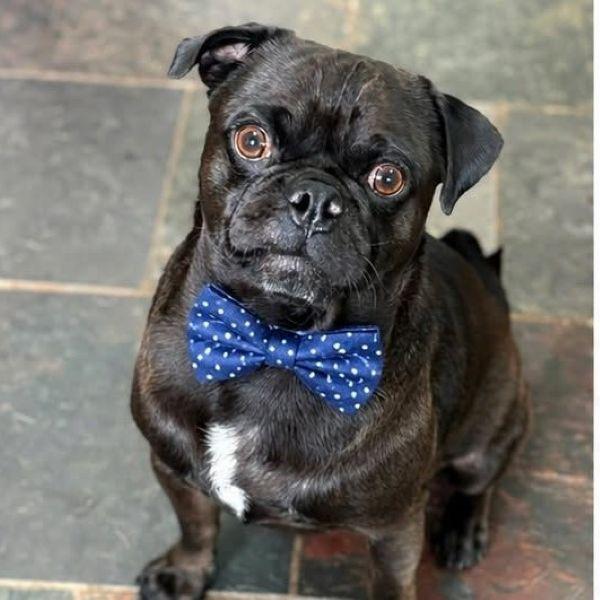 Bogart, adopted, Young Male Pug.
