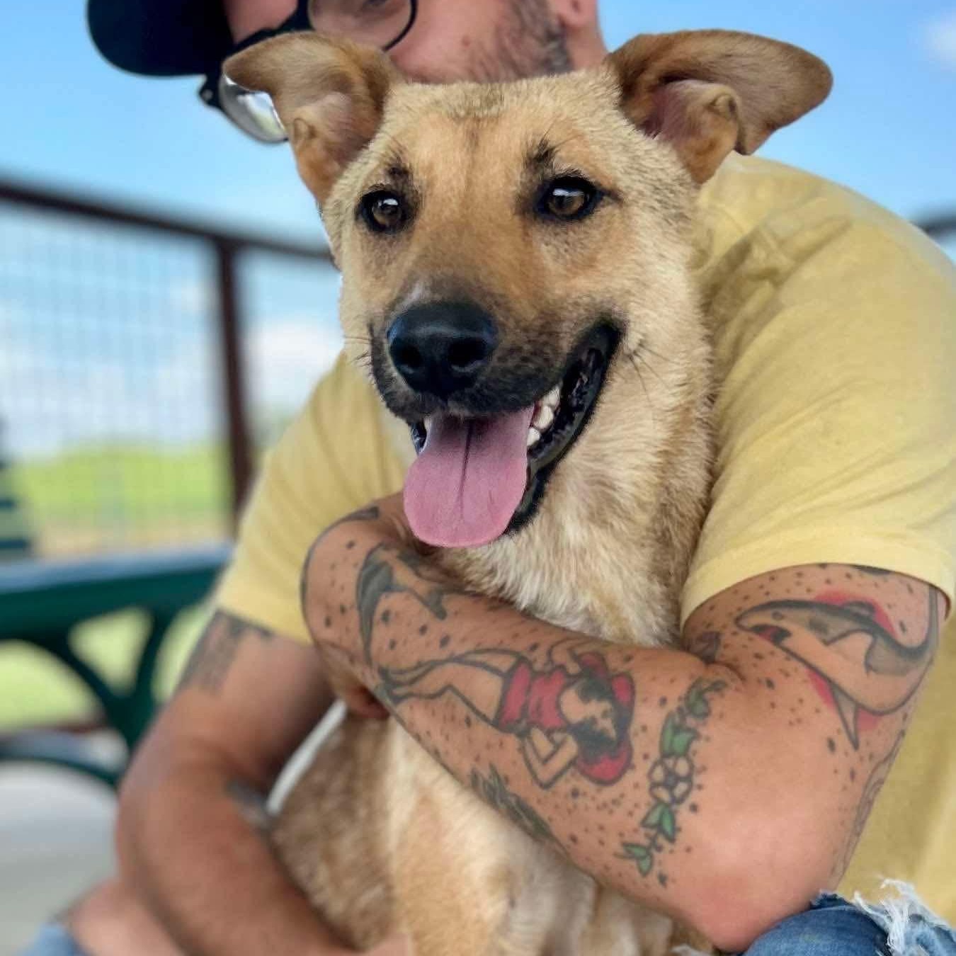 CATALINA, Adoptable, Young Female Shepherd.