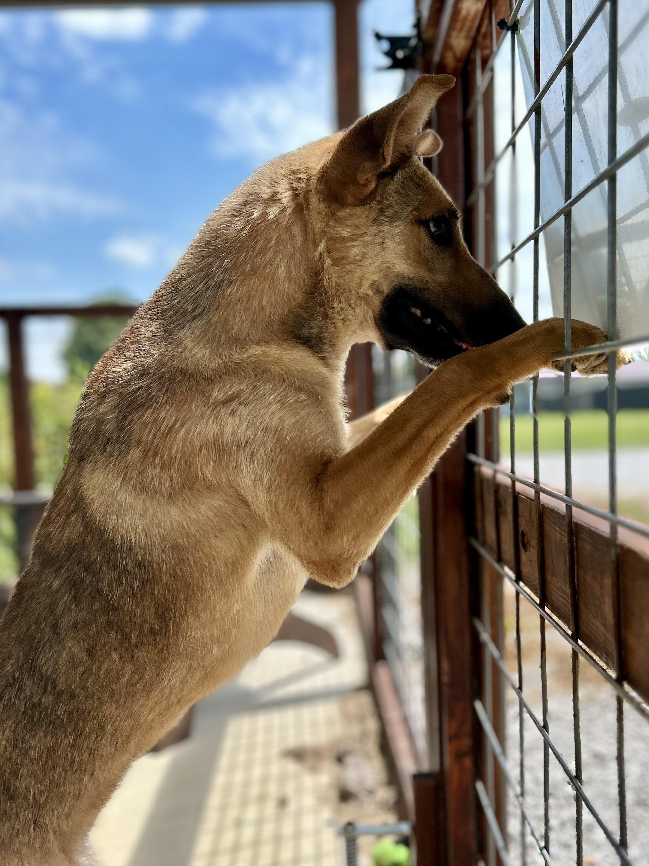 CATALINA, an adoptable Shepherd in Franklin, KY, 42134 | Photo Image 4