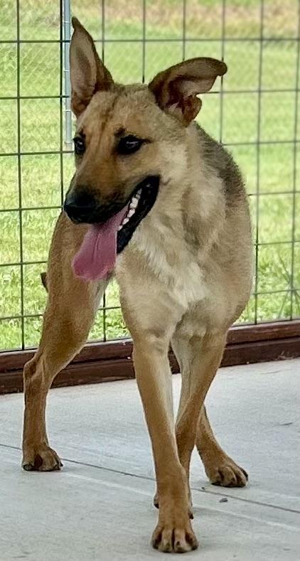 CATALINA, a Adoptable mixed breed in Franklin, KY image 3/5