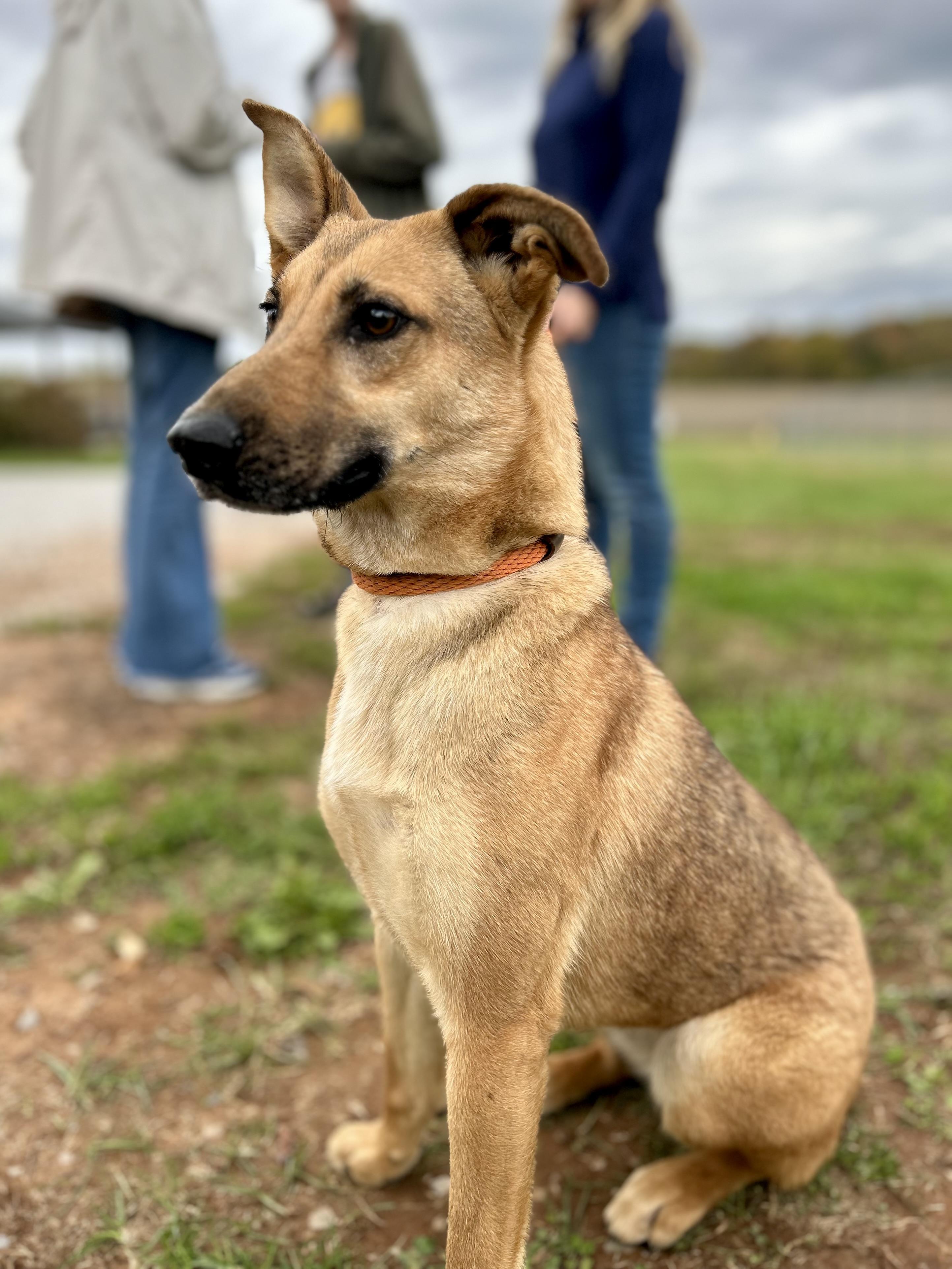 CATALINA, a Adoptable mixed breed in Franklin, KY image 2/5