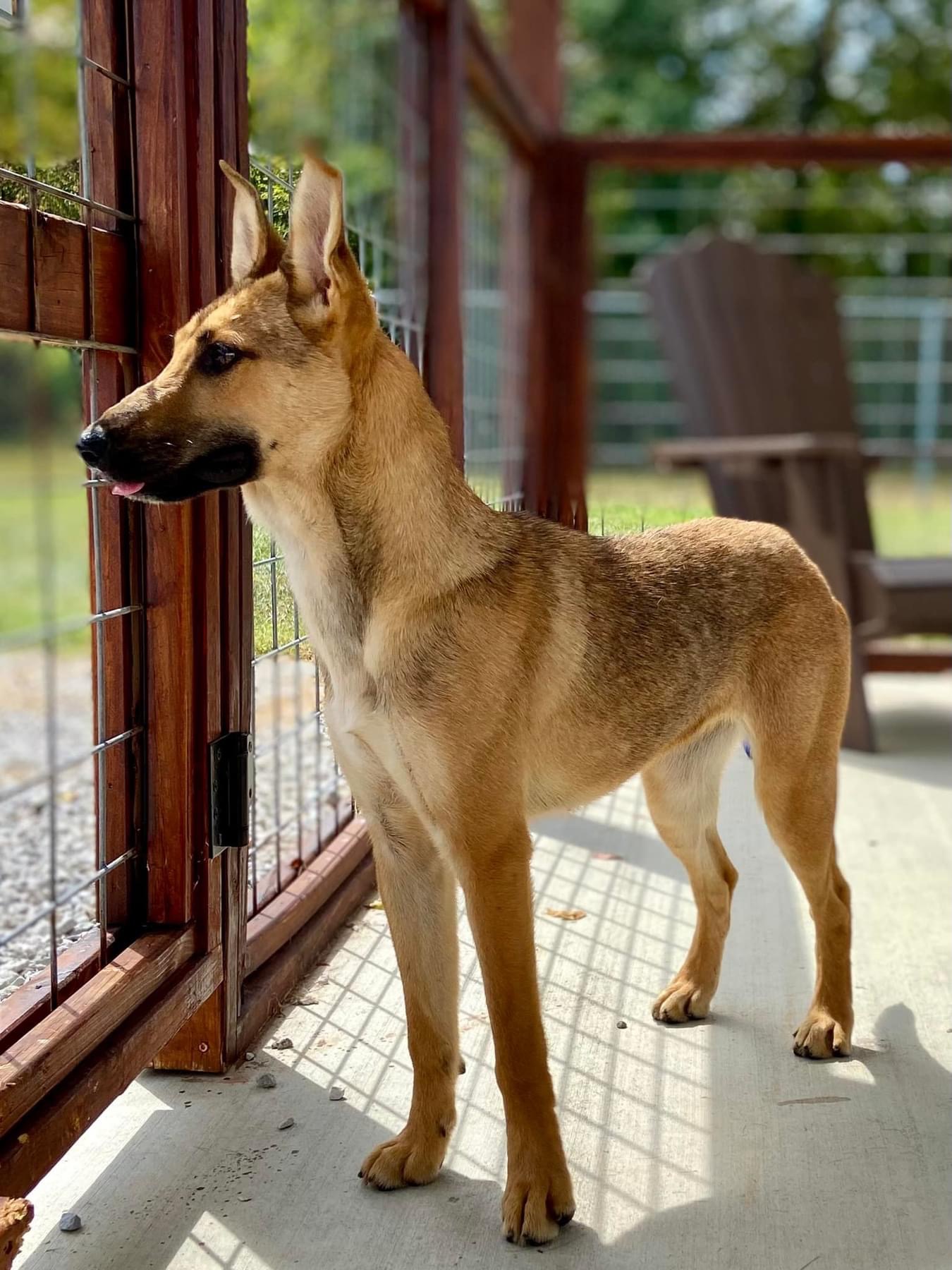 CATALINA, a Adoptable mixed breed in Franklin, KY image 5/5